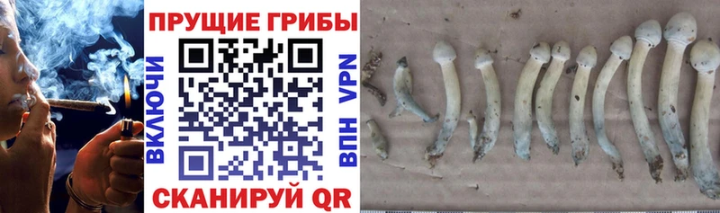 цена наркотик  MEGA онион  Галлюциногенные грибы Cubensis  Ипатово 